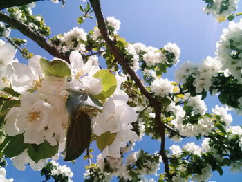 Low angle view of cherry blossoms