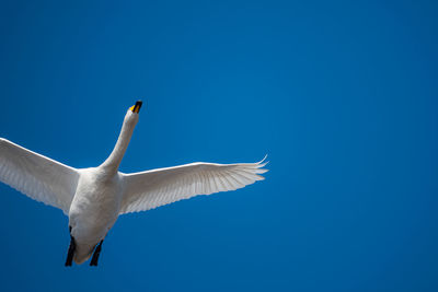Low angle view of whooper swan flying