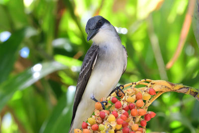 Portrait of a tropical mockingbird in a tree