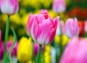 Close-up of pink tulips