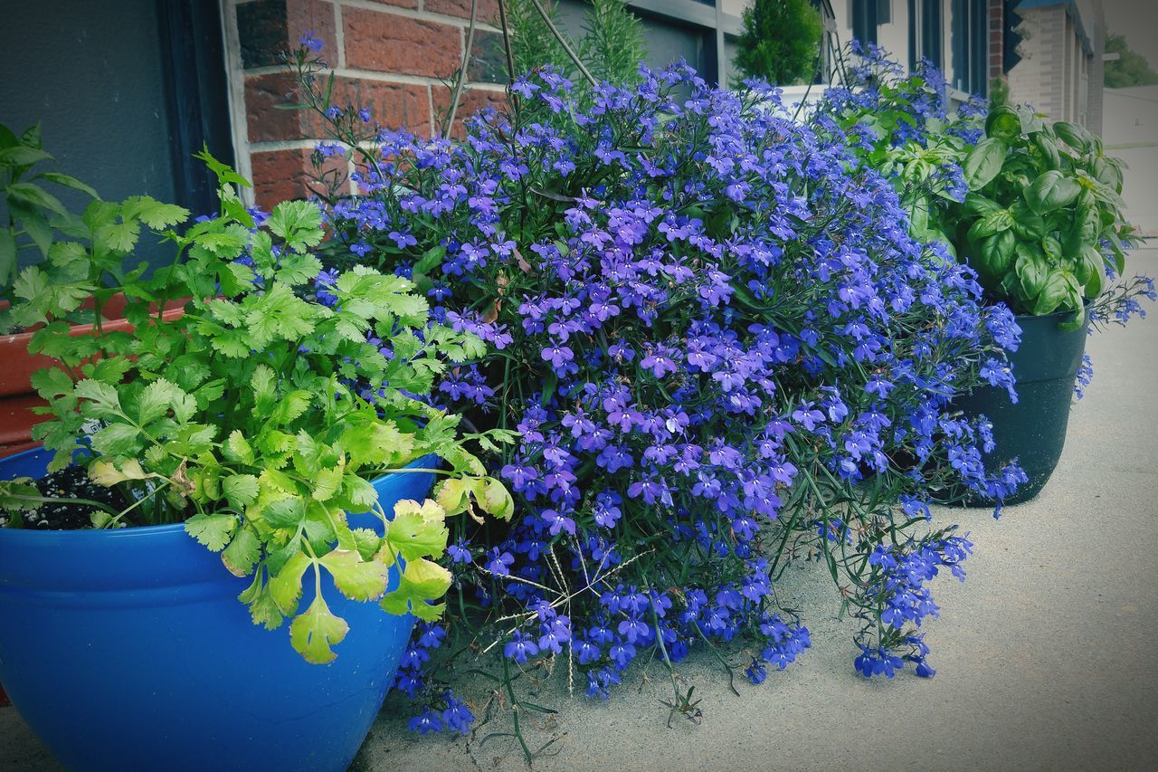 CLOSE-UP OF POTTED PLANT