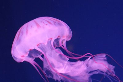 Close-up of pink jellyfish swimming in sea