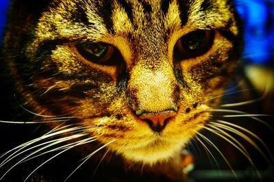 Close-up portrait of cat