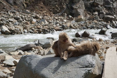 Monkey sitting on rock