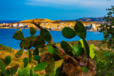 Close-up of plants growing by sea against sky