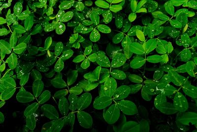 High angle view of raindrops on leaves