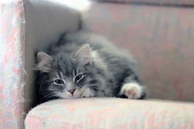 Close-up of cat lying on bed at home