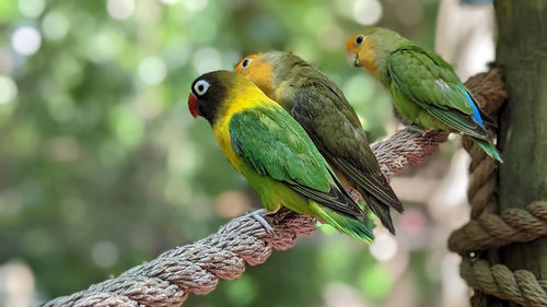 animal themes