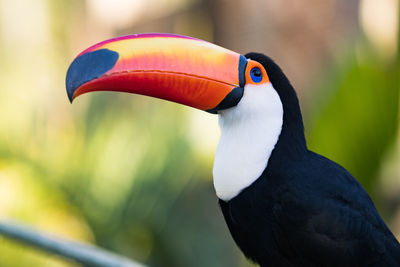 Close-up of a bird