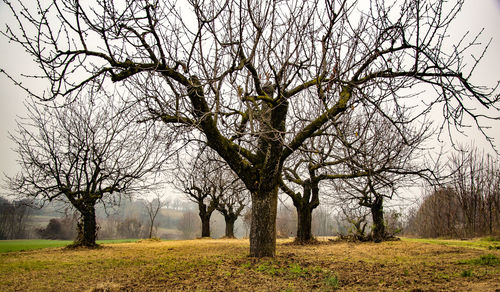 Bare trees on grassy field
