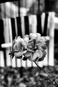 Close-up of flower against blurred background