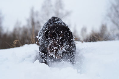 Snow covered land and trees on field
