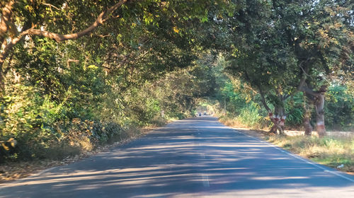 Empty road amidst trees in forest