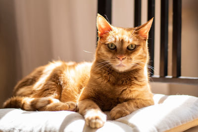 Portrait of cat resting on bed at home