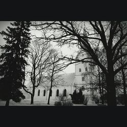 Bare trees against buildings