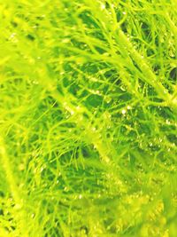 Full frame shot of banana leaf in water