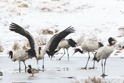 Black-necked cranes on frozen lakeshore