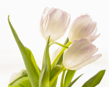 Close-up of white flowers blooming against white background