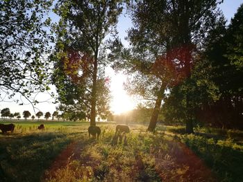 Cows grazing on field against sky during sunset
