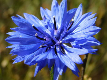 Close-up of purple blue flower