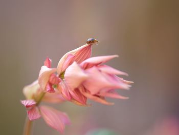 Close-up of pink flower