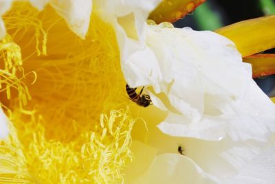 Close-up of yellow flowering plant