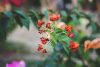 Close-up of red flowering plant