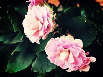 Close-up of pink flowers blooming outdoors