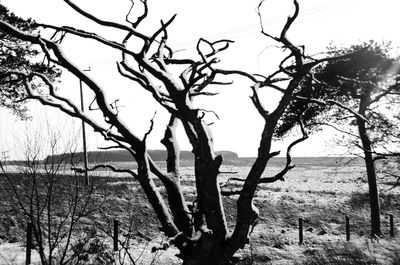 Bare trees on landscape