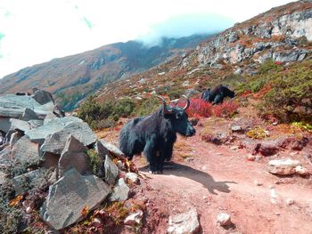 Horse standing on a mountain