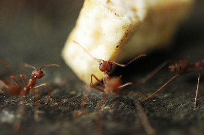 Close-up of ants carrying food on table