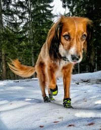 Dog standing on snow covered land