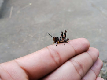 Close-up of insect on hand