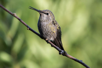 Close-up of bird perching on tree