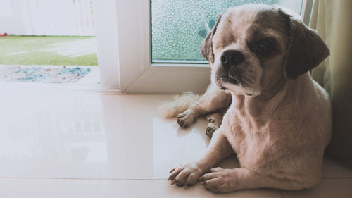 Dog looking away while sitting on window at home