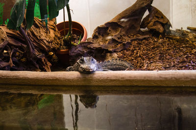 Crocodile relaxing by water