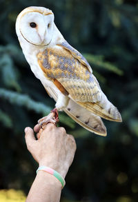 Midsection of person holding bird perching on hand