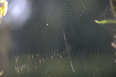 Close-up of spider web