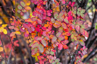 Red yellow orange green dog rose rosa canina leaves background.