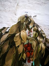 Close-up of dry fruits on leaf