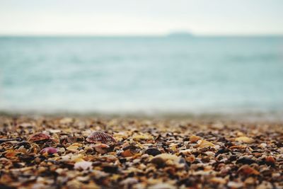 Surface level of stones on beach