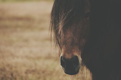 Close-up of a horse