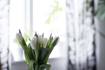 Close-up of white tulips  against window
