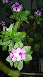 Close-up of pink flowering plant