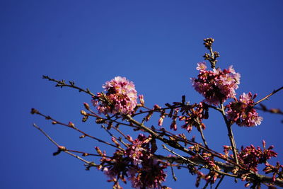 Low angle view of cherry blossoms against clear blue sky