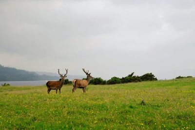 Herd of deer on field against sky