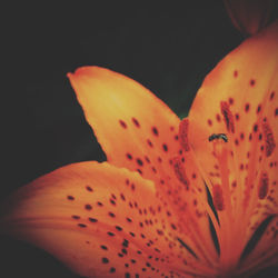 Close-up of orange flower against black background