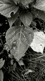 Close-up of raindrops on leaves