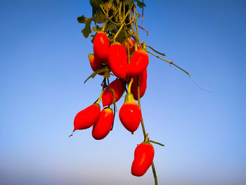 Low angle view of red berries against blue sky