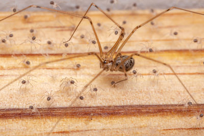 Close-up of bee on wood